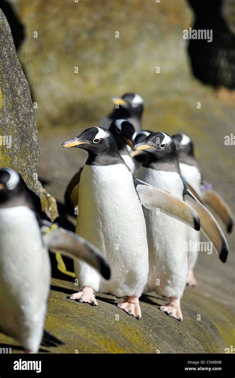Penguin Edinburgh Zoo High Resolution Stock Photography And Images Alamy