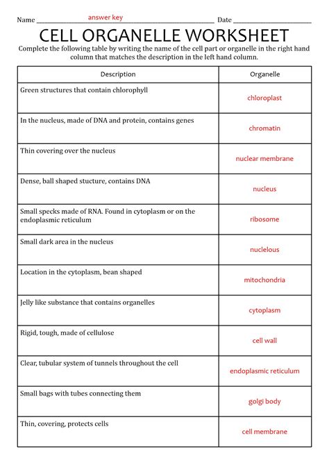 Cell Organelles And Their Functions Worksheet