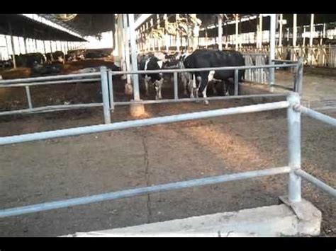 ฟาร์มวัวนมที่อิสราเอล1 - YouTube