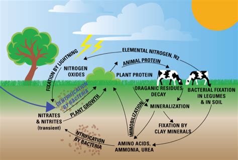 Nutrient Cycle In Nature Classnotesng