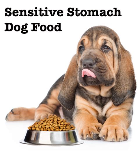 Although a sensitive stomach may indicate a more serious issues, oftentimes, a simple change in diet can make a world of difference. Best Dog Food For Sensitive Stomach: Review Of The Top Choices