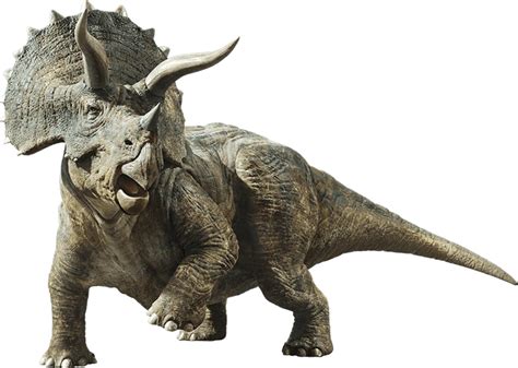 Triceratops Wikia Jurassic Park Fandom