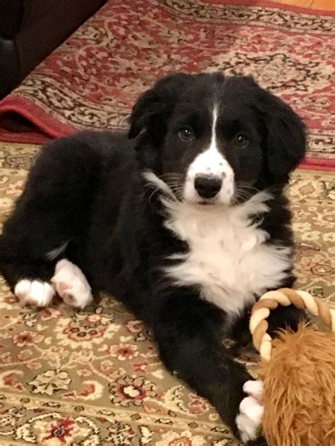 Our New Girl Winter 12 Border Collie And 12 Bernese Mountain Dog 🐾