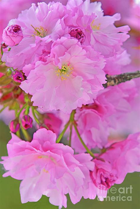 Pink Kwanza Cherry Blossom Cascade Photograph By Regina Geoghan Fine Art America