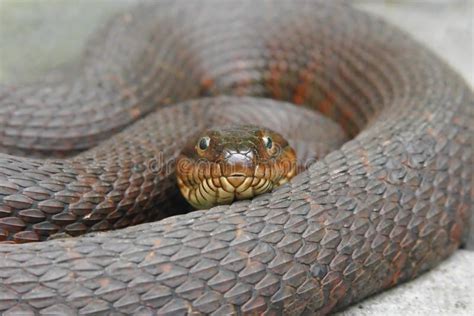 Serpiente De Agua Norteña Imagen De Archivo Imagen De Agua 5261465