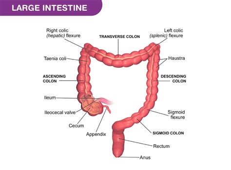 major functions of the large intestine