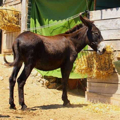 The Catalan Donkey Is A Subspecies Of Donkeys From The Middle East