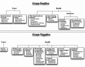 Classification Of Bacteria On Basis Of Gram Stain Cell In Life
