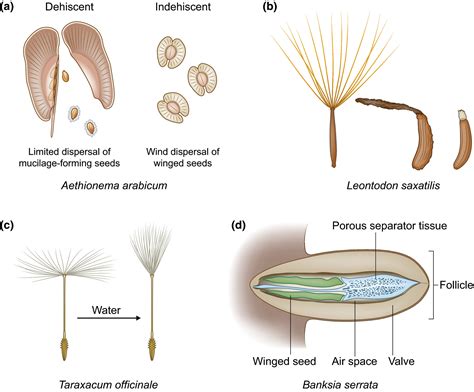 From Passive To Informed Mechanical Mechanisms Of Seed Dispersal