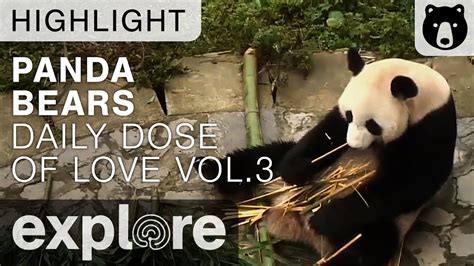 Daily Dose Of Cute Panda Love Volume 3 Live Cam Highlights Youtube