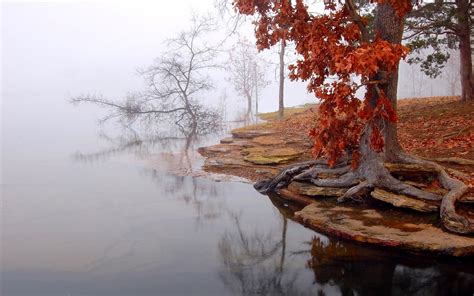 Download Wallpapers Lake Autumn Landscape Fog Tree For Desktop With