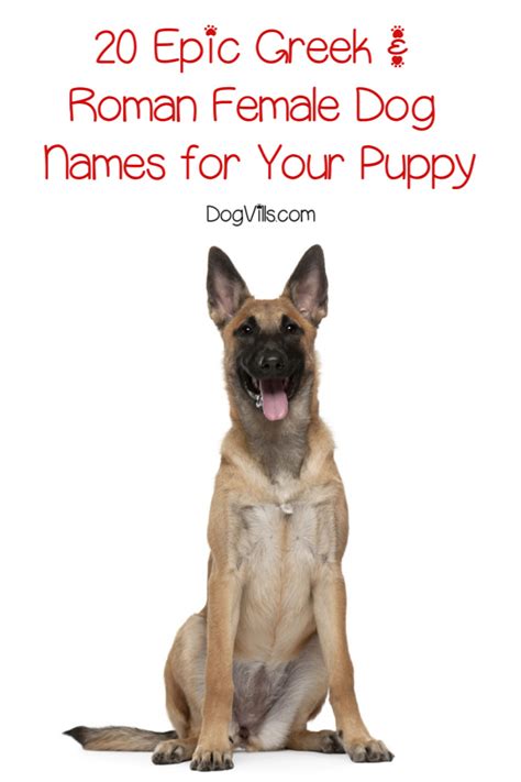 20 Epic Roman And Greek Female Dog Names