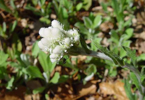 antennaria plantaginifolia plantain leaved pussytoes go botany