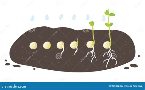 Germination Stages Green Pea Seeds Germinate In Ground Growing Plant