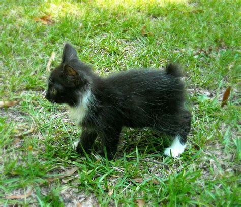 45 Manx Cat Black Furry Kittens