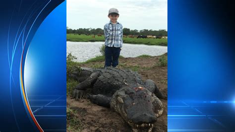 13 Foot Gator Caught In Another Hunt At Florida Farm