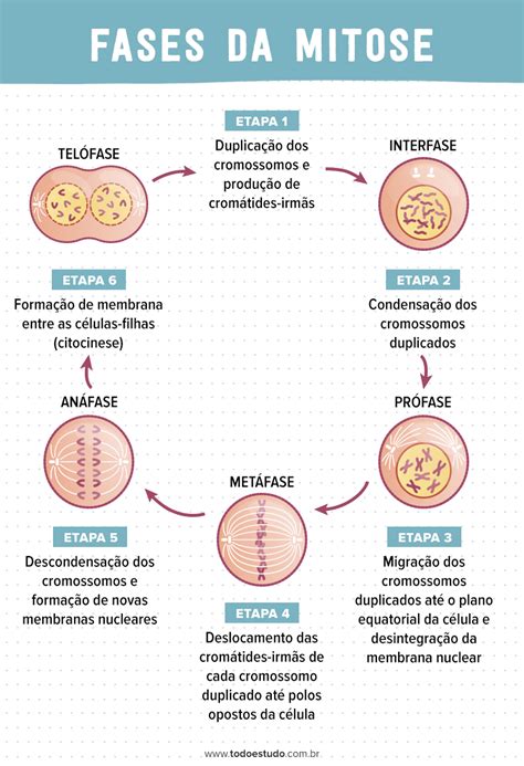 Fases Da Mitose Biologia