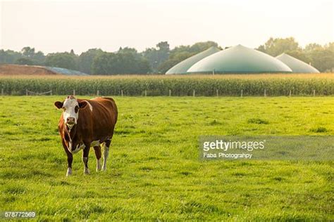 Biogas Cow Photos And Premium High Res Pictures Getty Images