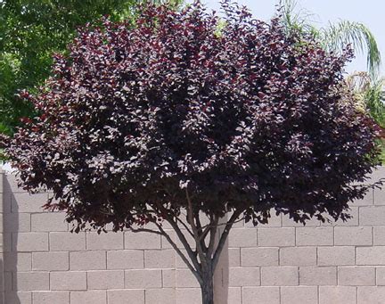 The foliage turns a burnished copper red color in the fall. Arizona Trees - Arizona Living Landscape & Design