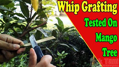 How To Graft A Mango Tree With Whip Grafting Method By Grafting