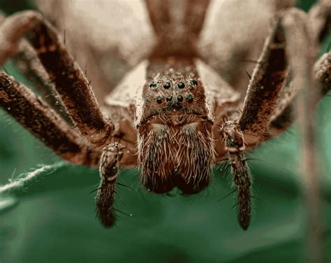 Top 10 Deadliest Spiders Animals Around The Globe