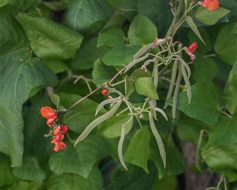What Are Runner Beans And Are They Edible