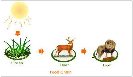 That is why they transfer their energy through the food chain. Science E-portfolio: Summary of what I learnt (Ecology)
