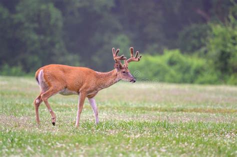 White Tailed Deer Buck With Velvet Covered Antlers In Summer Stock