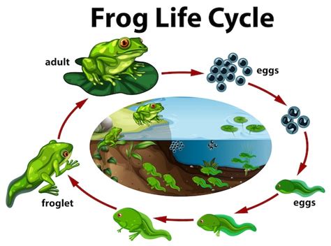 Premium Vector A Frog Life Cycle