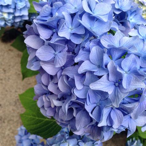 Free Images Flower Petal Blue Hydrangea Flowering Plant