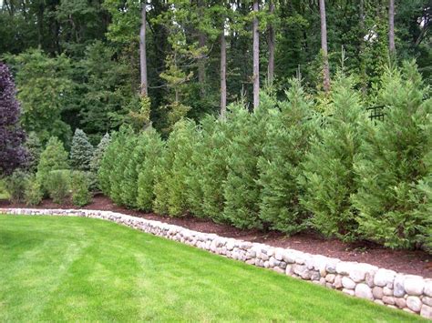 The Best Time To Plant A Cedar Hedge