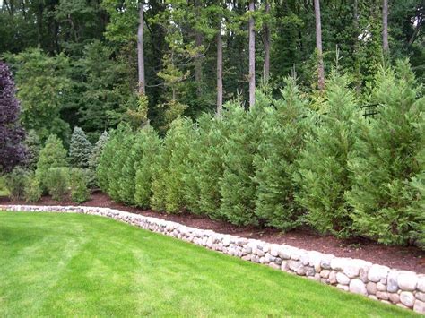 Outdoor ⁄ landscaping ⁄ landscape for privacy. The 25+ best Cedar hedge ideas on Pinterest