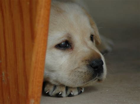 Sad Puppy Dogs Wallpaper