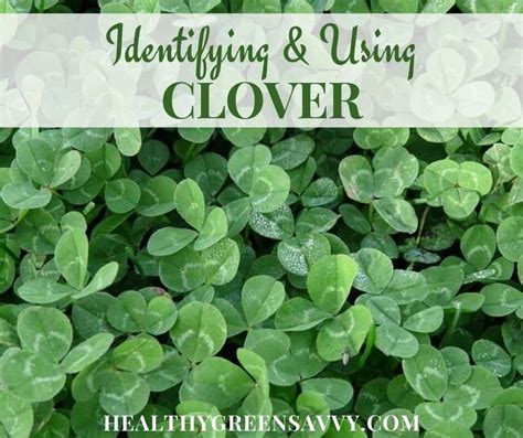 Edible Clover Identification Cautions 10 Best Uses