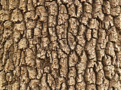 Background Of An Old Tree Rough Bark With Deep Cracks Texture Stock