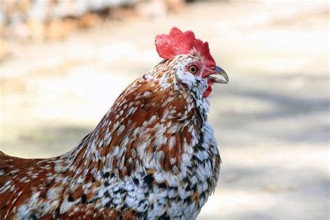 Rooster Cockerel Bantam · Free Photo On Pixabay