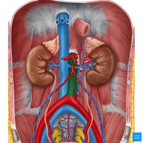 Instant Anatomy Abdomen Vessels Arteries Abdominal Aorta Relations Sexiz Pix