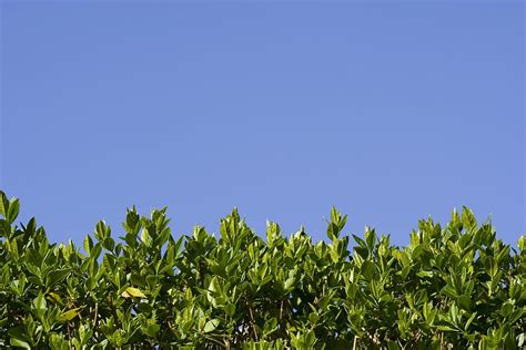 Hd Wallpaper Hedge Leaf Leaves Green Green Blue Tiny Sky