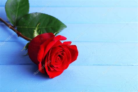 Voir plus d'idées sur le thème roses rouges, fleurs, belle rose. Belle rose rouge sur fond de planches de bois de couleur — Photographie belchonock © #65124277