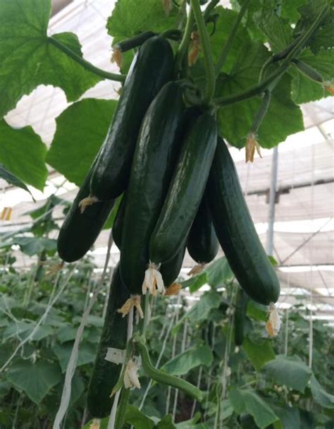 Growing Cucumber Hydroponically Nutrient Solution Gardening Tips