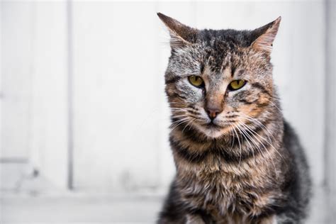 Caring For Your Senior Cat Caring Pathways Charlotte