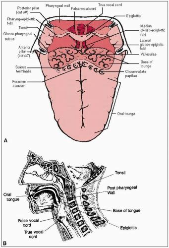 Base Of Tongue Anatomy