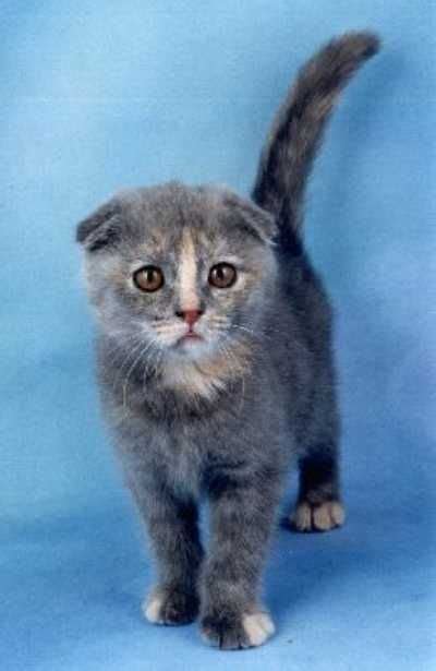 You can find proof of cats existing along humans even in ancient egypt. Scottish Fold Breeders in the UK... (click image to view ...
