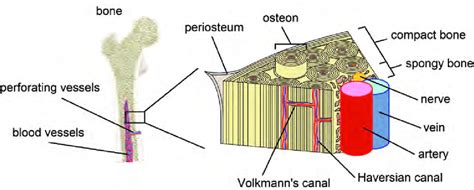 Schematic Of Bone Tissue Blood Vessels And Nerves Are An Integral Part