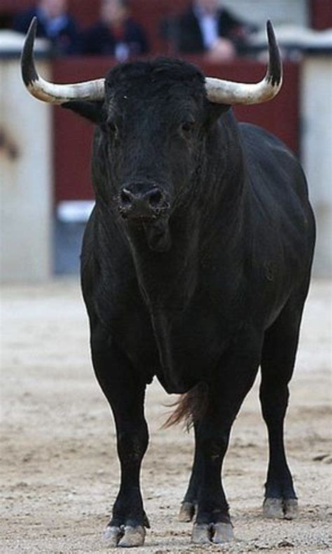 Toro Español Tcc Taurus Bull Tattoos Bull Pictures Bull Painting
