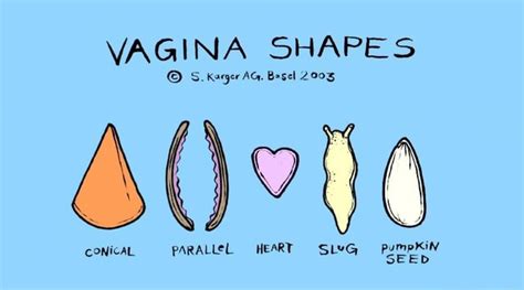 Vagina Shapes S Kager Ag Basel Conical Parallel Heart Pumpkin
