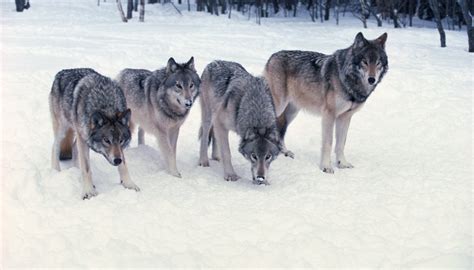 Dispersing wolves (e.g., young adults) are common but they typically find. How Do Wild Wolves Hunt in a Pack? | Sciencing