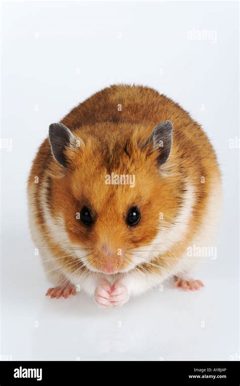 Syrian Hampster Golden Hampster Portrait Of A Syrian Hamster Nocturnal