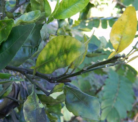 How To Identify Citrus Greening A Quick Visual Guide The Survival
