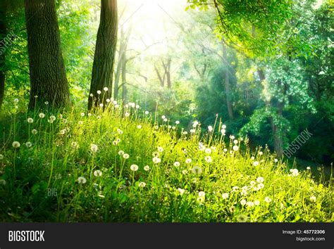 Spring Nature Image And Photo Free Trial Bigstock
